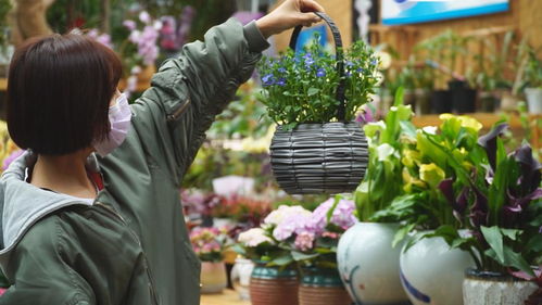 中北鎮曹莊花卉市場回暖 產品銷售信心十足